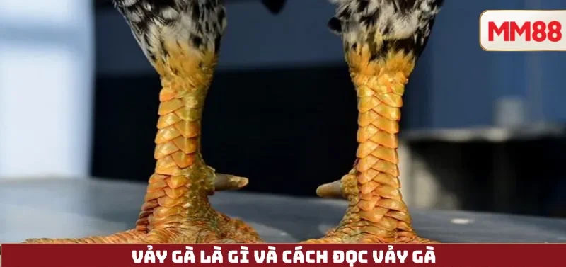 23 Vảy Gà Xấu – Giải Mã Quan Niệm Dân Gian & Cách Hiểu Đúng Cùng MM88 3 Vảy Gà Là Gì Và cách đọc vảy gà